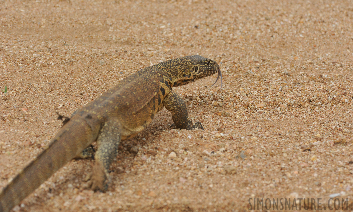 Varanus niloticus [280 mm, 1/3200 sec at f / 7.1, ISO 1600]